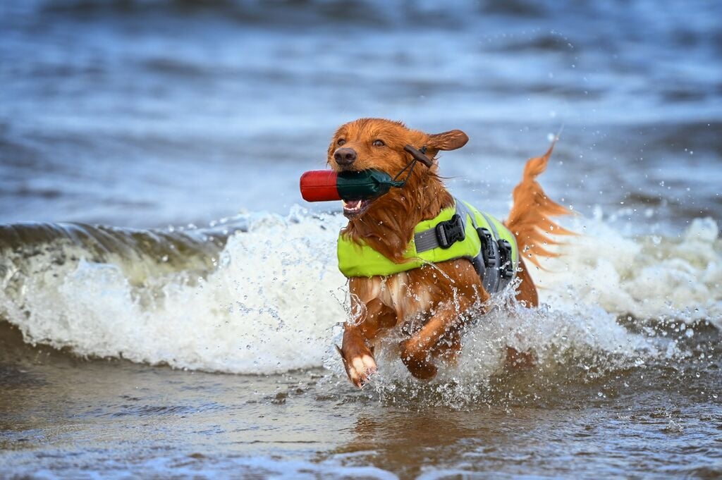 Mentőmellényes kutya játszik a tengerben 