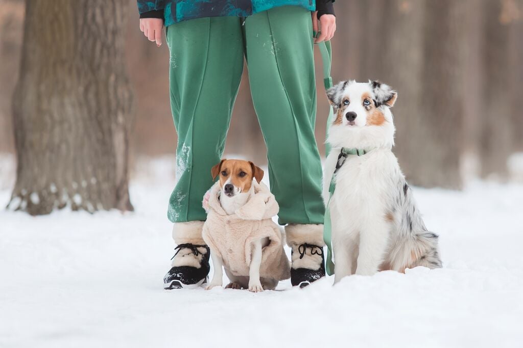Két kutya téli sétán a gazdijával 