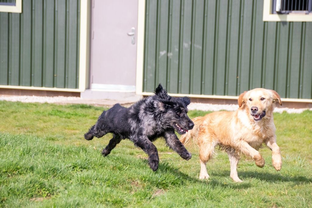 Két kutya fut a mezőn