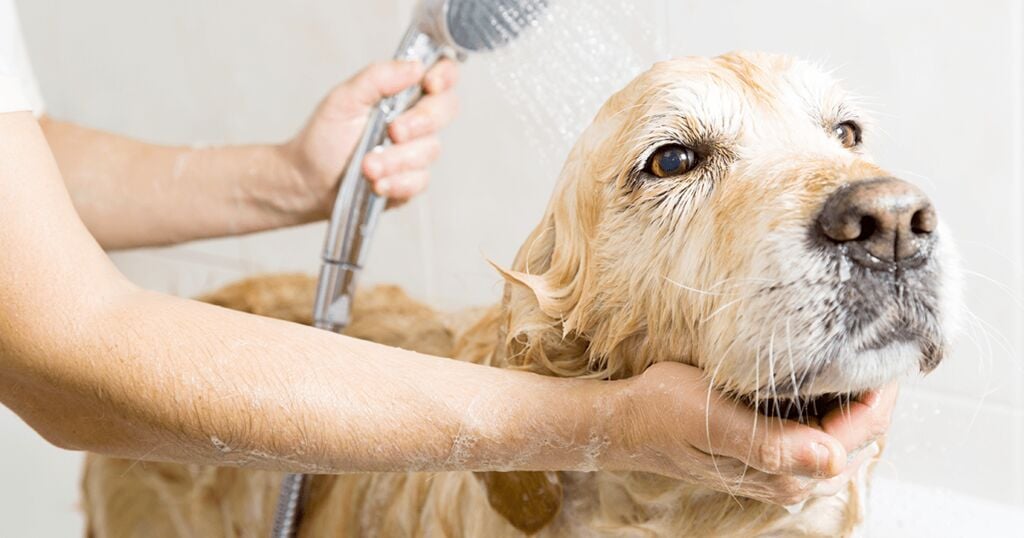 Golden Retriever a tomar banho.