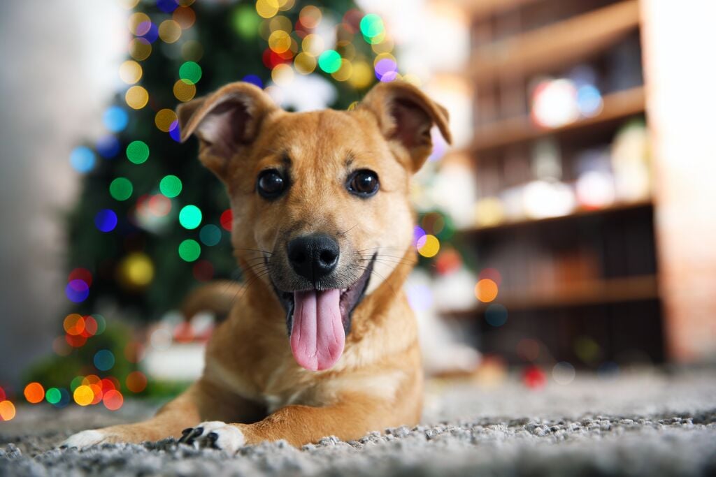 Kistestű kutya fekszik a karácsonyfa előtt 