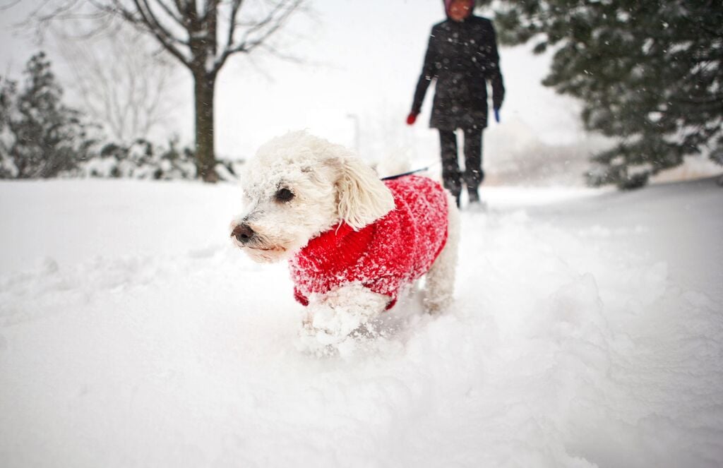 Fehér kiskutya sétál a hóban piros kabátban 