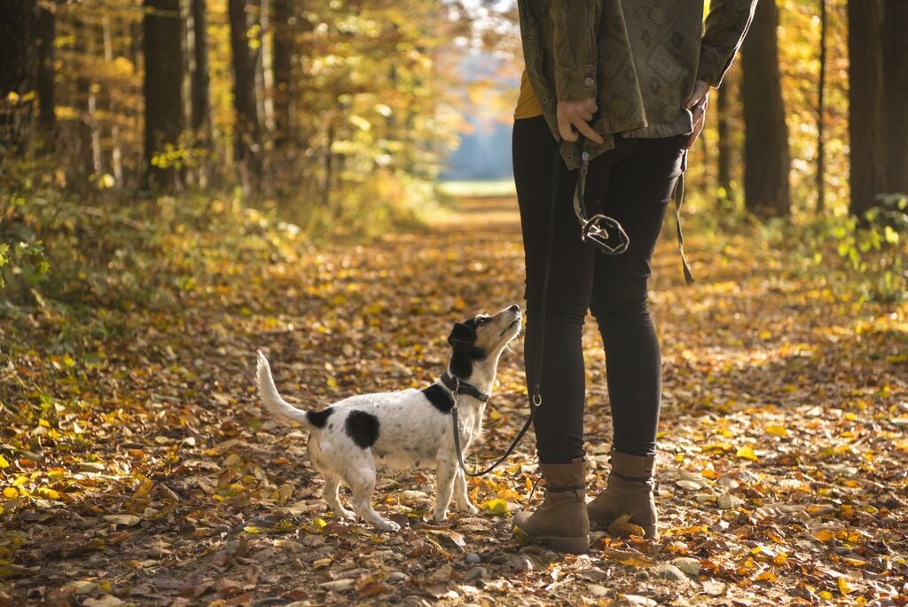 Őszi séta egy kutyával és gazdijával