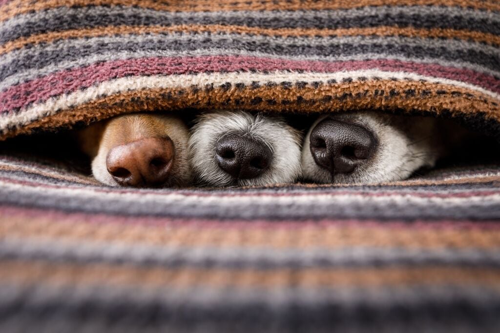 Három kutya alszik a paplan alatt 