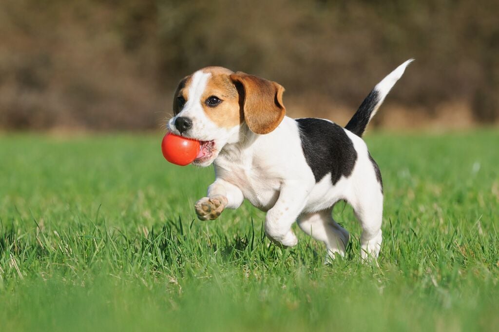 Kutya fut a fűben egy piros labdával a szájában