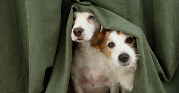 Par de cães espiando debaixo de um cobertor