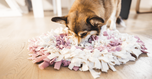 Pequeno Corgi farejando um tapete rosa e roxo