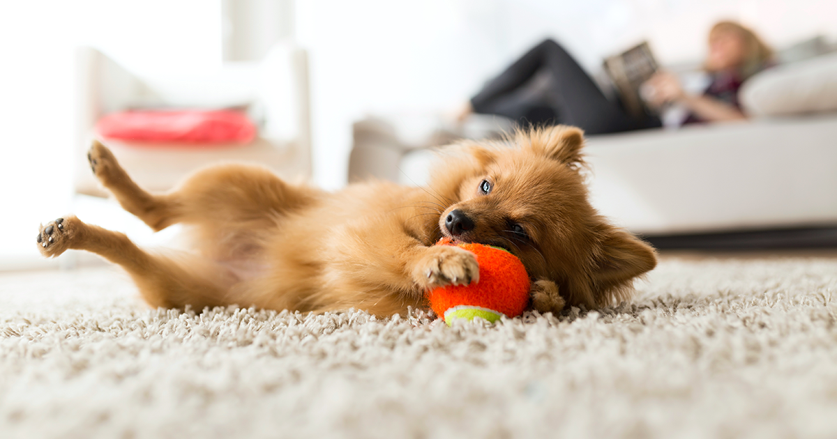 Piccolo cane che gioca con un giocattolo.