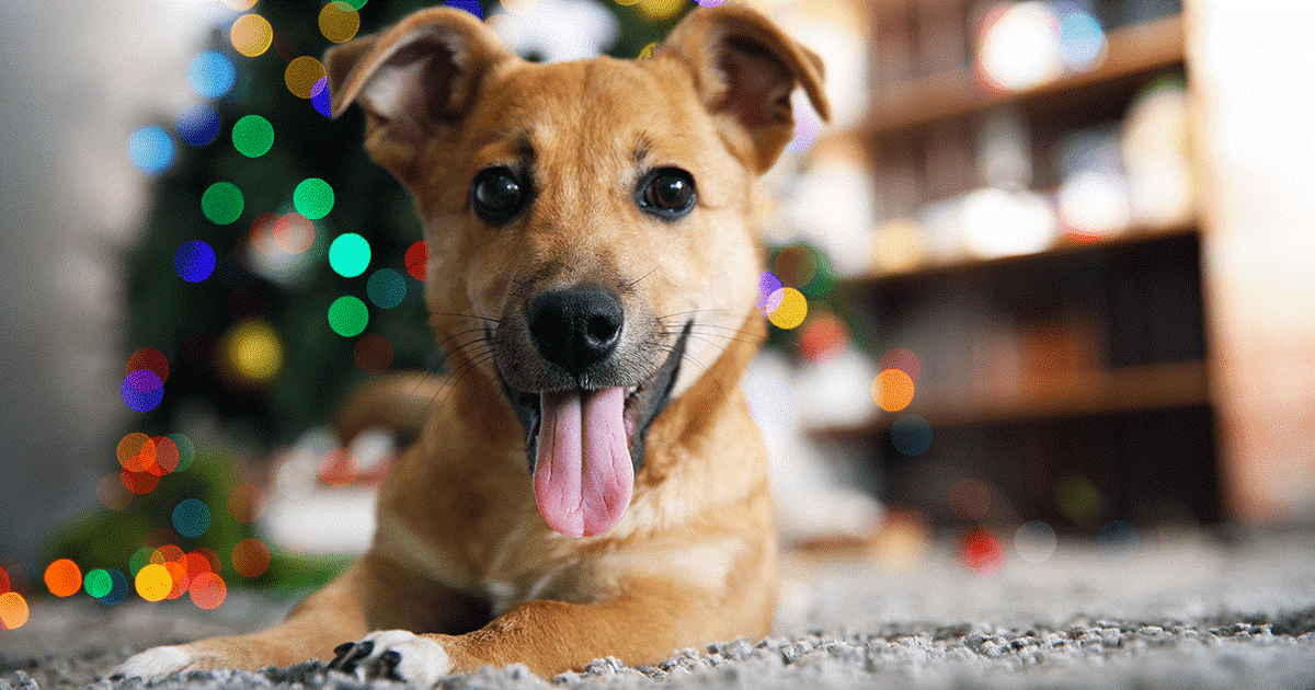 Piccolo cane marrone davanti a un albero di Natale.