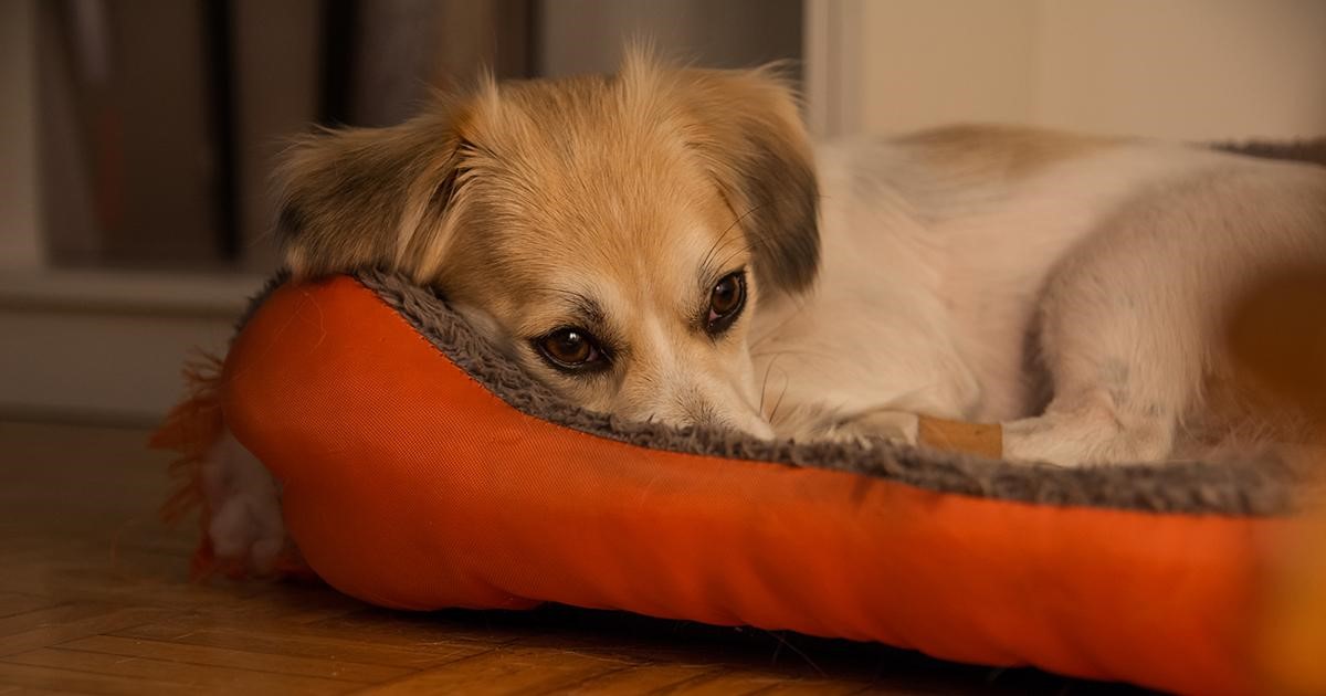 Piccolo cucciolo bianco sdraiato nel suo lettino sul pavimento.