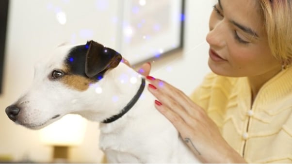 Dog wearing an ADAPTIL Calm Collar, being petted by their human. 