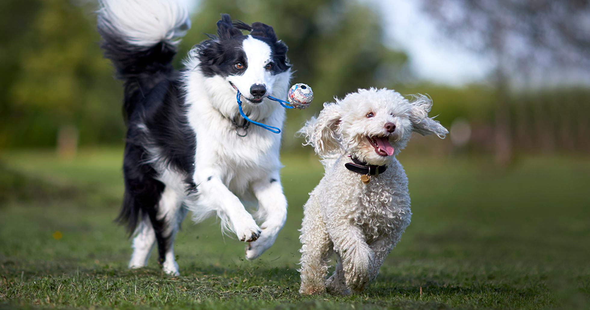 Poodle mini e border collie brincando no parque