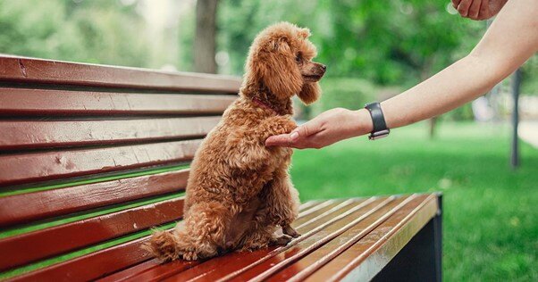 Poodle respondendo a uma sugestão de treinamento ao ar livre em um banco de parque.