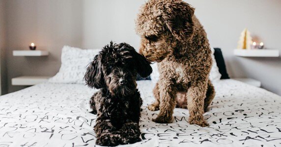 Poodles preto e marrom sentados junto em uma cama