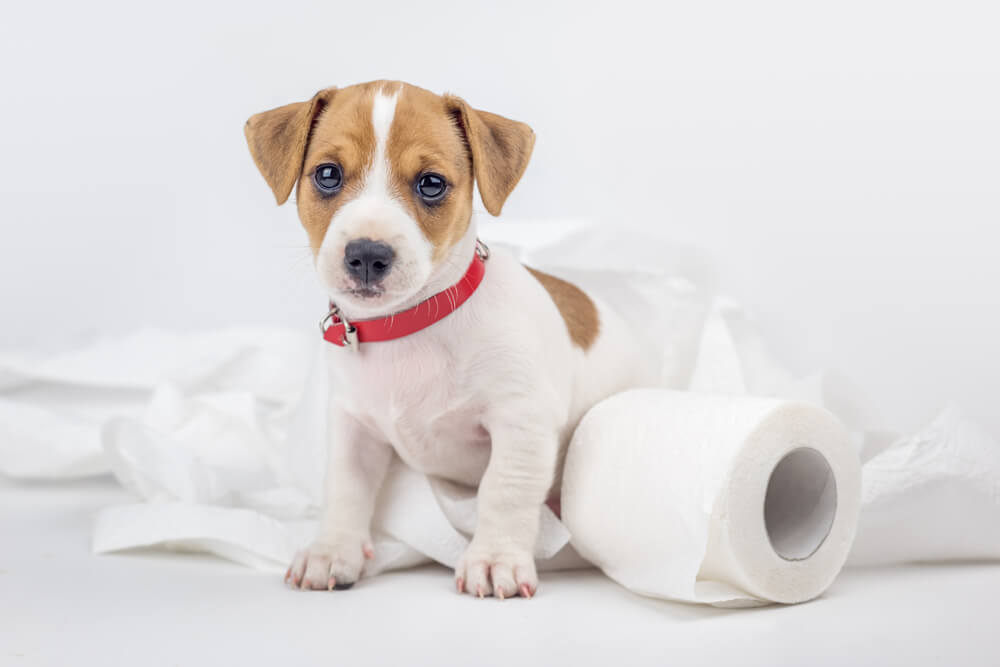 puppy playing in toilet paper