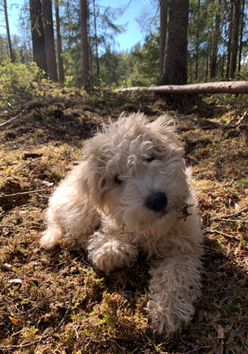 Söta valpen Hubbe ligger fint i skogen