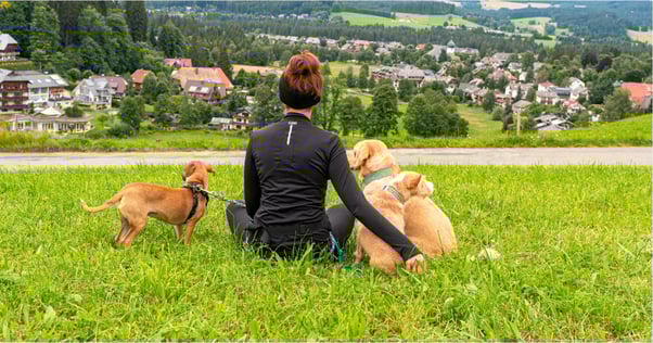 Dog sitter sitting down with dogs while on a dog walk.