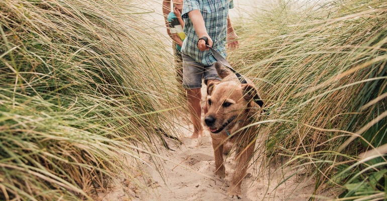 Spazieren mit Hund im Urlaub am Strand