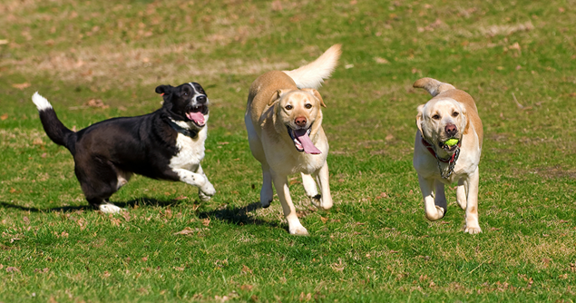 Três cães brincando em um parque gramado