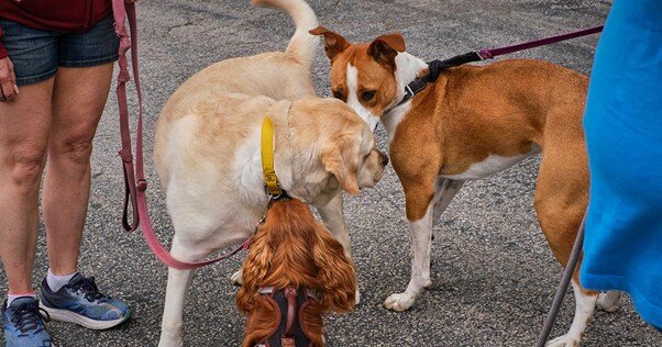 Três cães se encontrando na rua