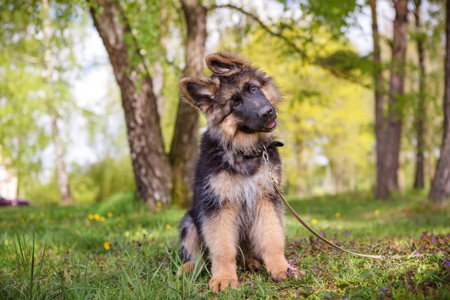 puppy in a forest trained to sit 