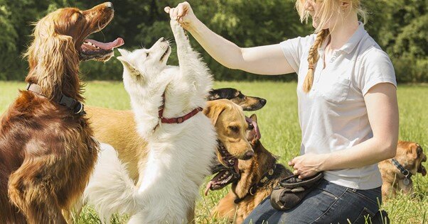 Treinador com grupo de cães