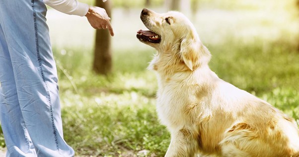 Treinamento de cães ao ar livre