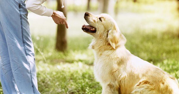 Treinamento de cães com humanos ao ar livre