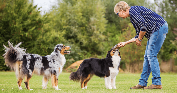 Tutor treinando dois cães adolescentes em um parque ao ar livre.