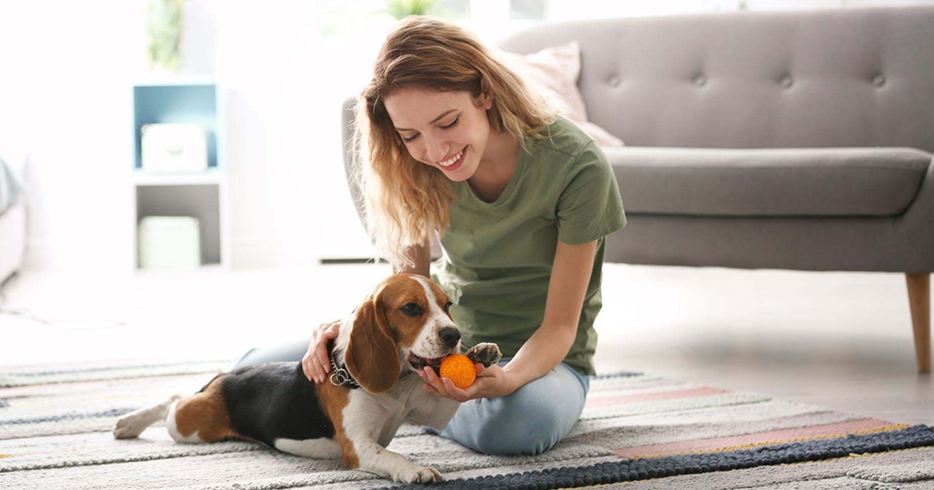 Um beagle e sua dona brincando com uma bola