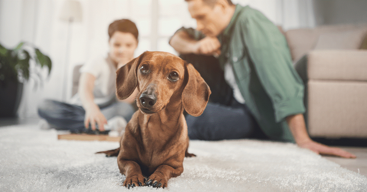 Un cane che si rilassa sul tappeto con i membri della famiglia come sfondo