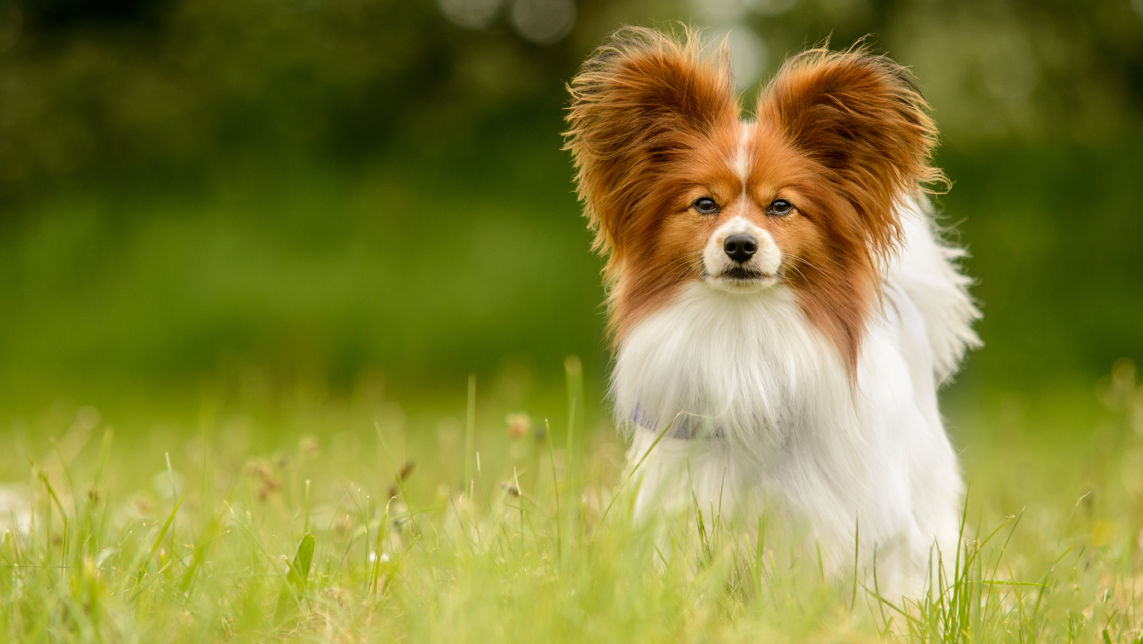 small dog in long grass