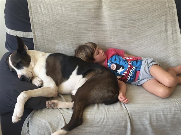 A child and a dog napping peacefully together, the child’s head is resting on the dog’s back.