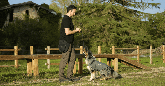 Dog trainer teaching a dog with a ThunderShirt to sit.