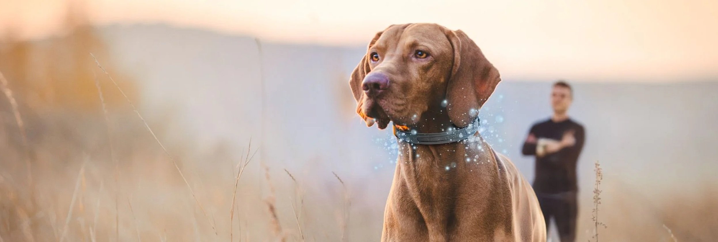 Vizsla kutya ADAPTIL Calm Nyakörvet visel a szabadban
