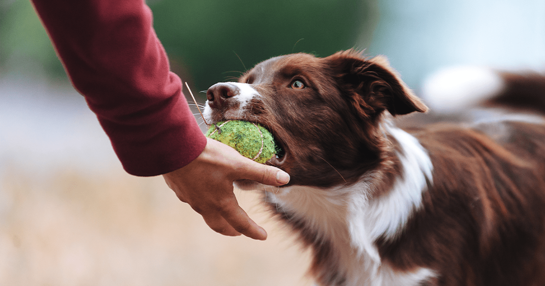 atividade com cão