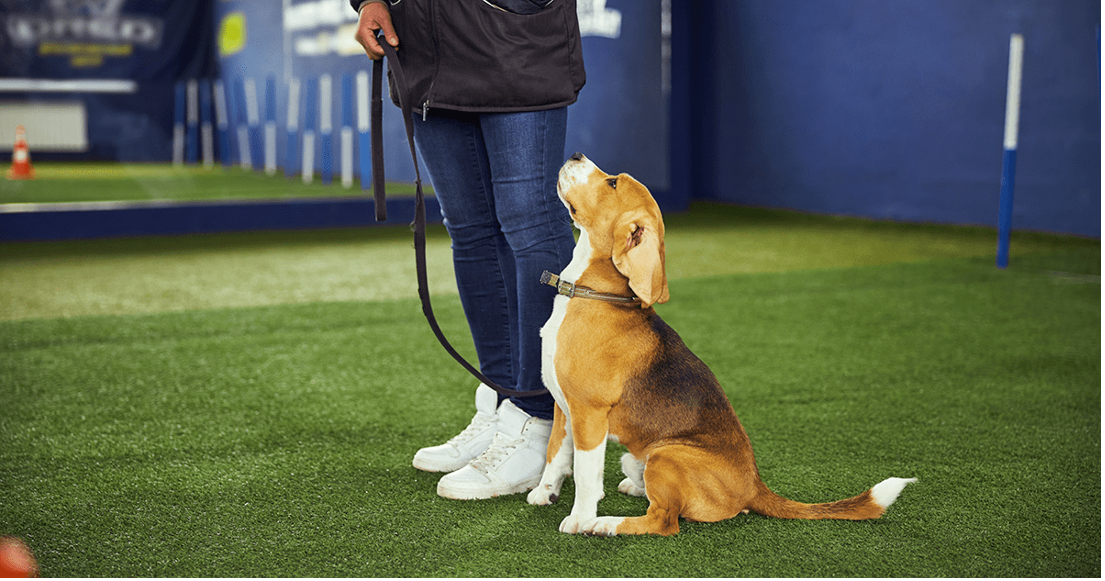 Jovem beagle a receber treino de obediência.