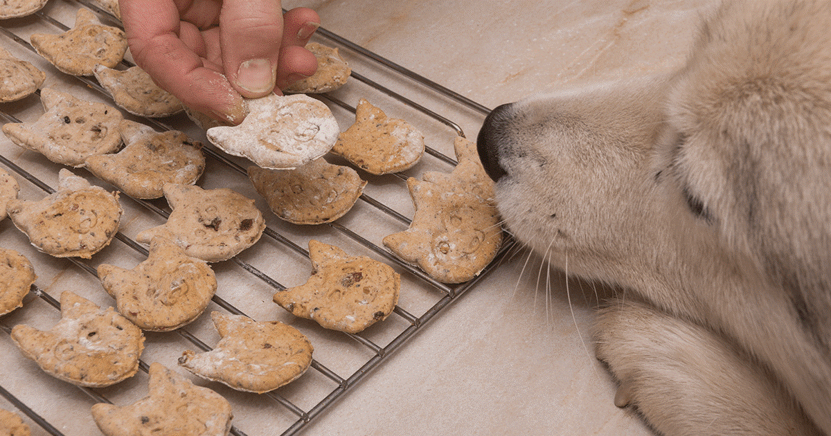 biscotti fai da te per il cane