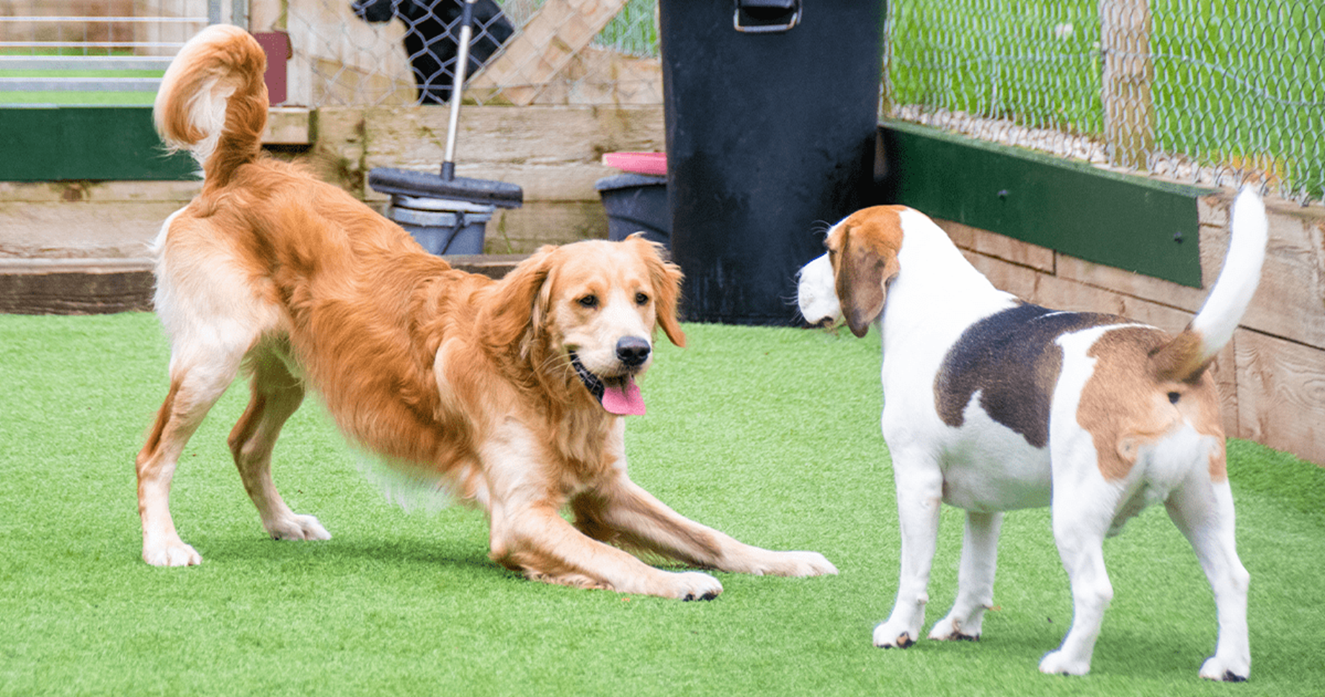 cães brincando juntos sem coleira