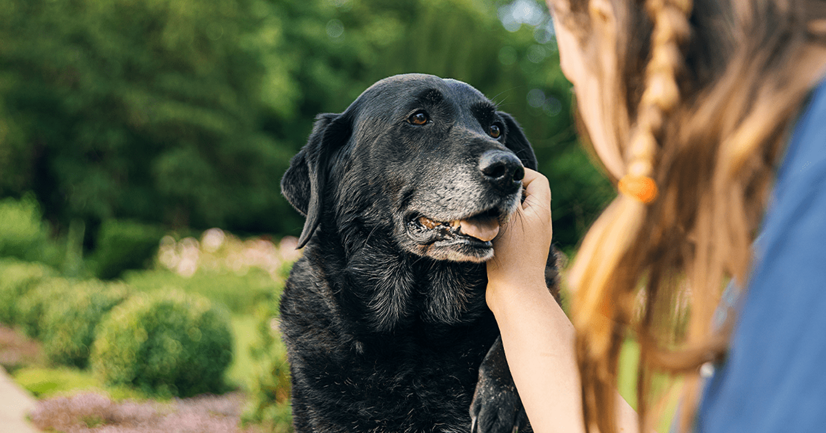 cão Labrador preto sênior, sendo acariciado por uma garota