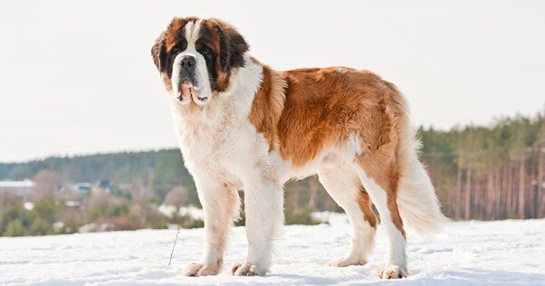 cão São Bernardo num cenário de neve