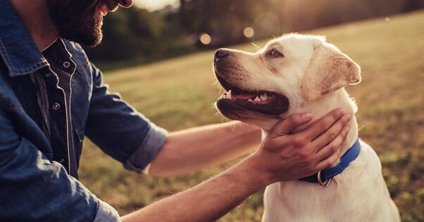 cão ao ar livre olhando para um humano