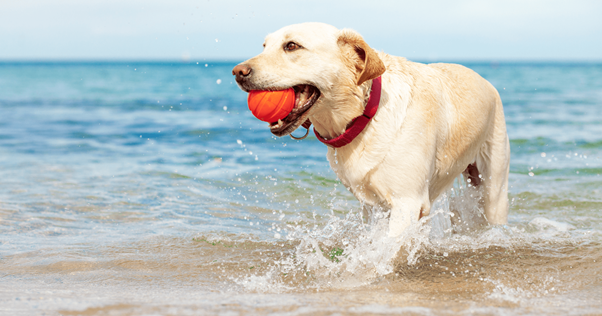 cão brincando na praia