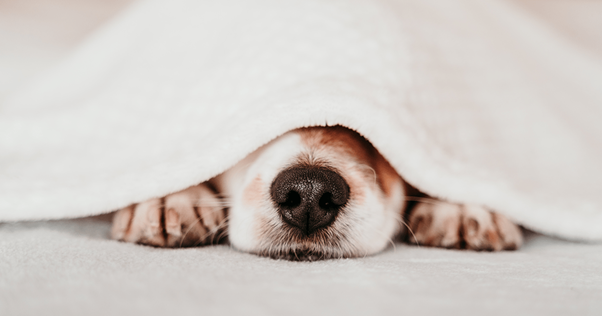 cão escondido debaixo de um cobertor