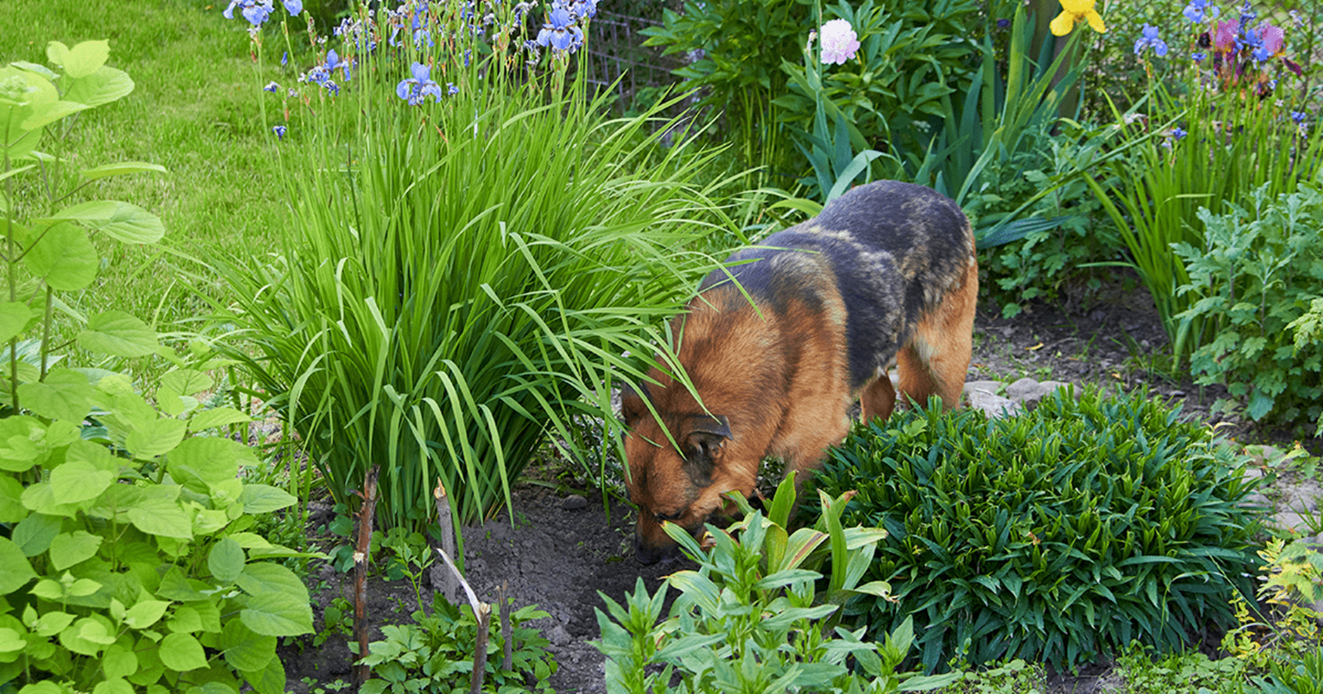 cão explorando um canteiro de flores no jardim