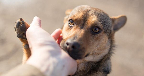 cão farejando as mãos de um humano