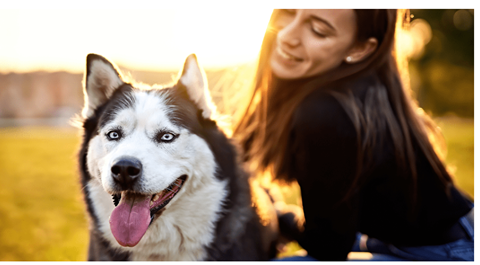 cão feliz em um ambiente ensolarado ao ar livre com seu dono