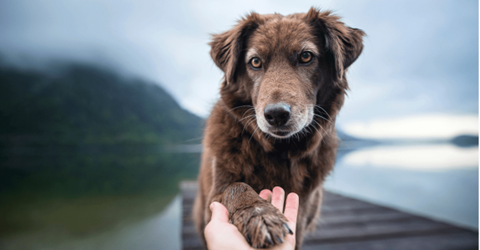 cão marrom colocando a pata na mão do dono em frente a um lago
