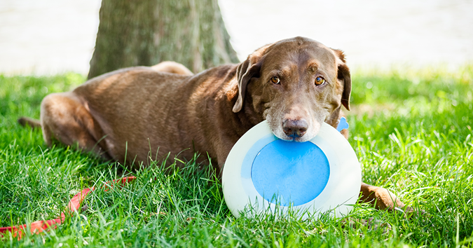 cão marrom sentado do lado de fora com um frisbee