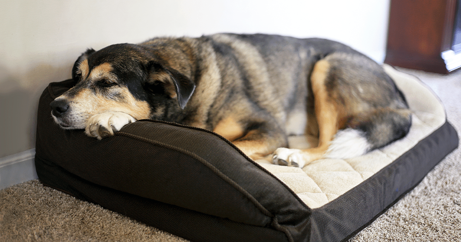 cão na cama